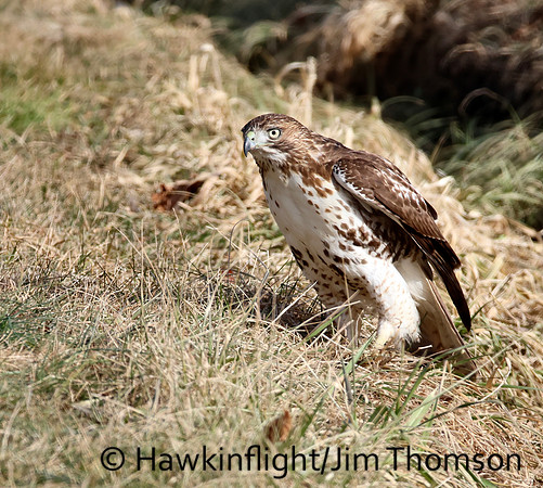 Red-tailed Hawk