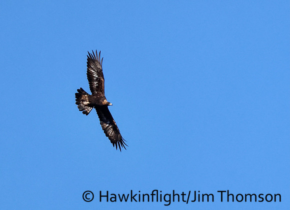 Golden Eagle