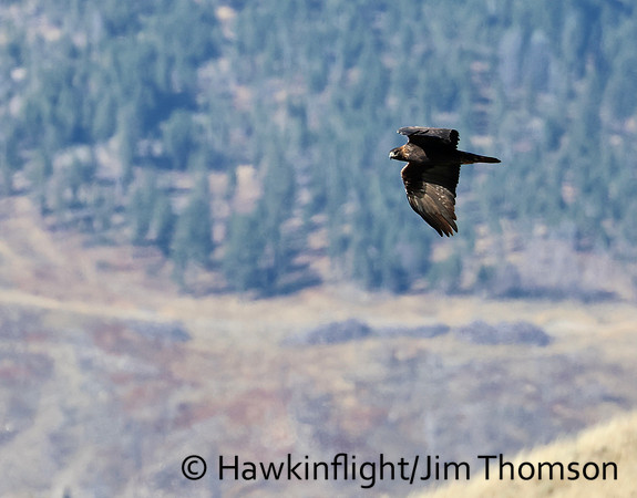 Golden Eagle