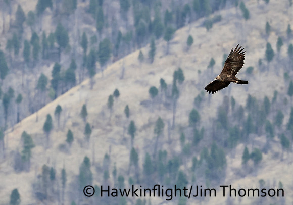 Golden Eagle