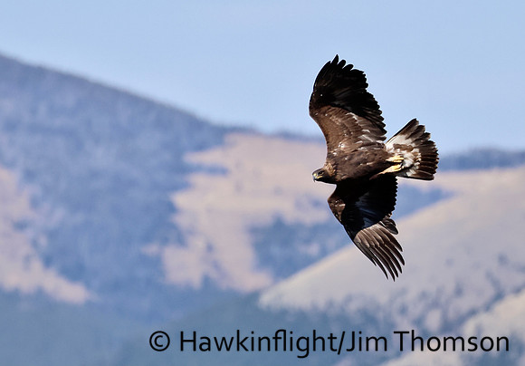 Golden Eagle