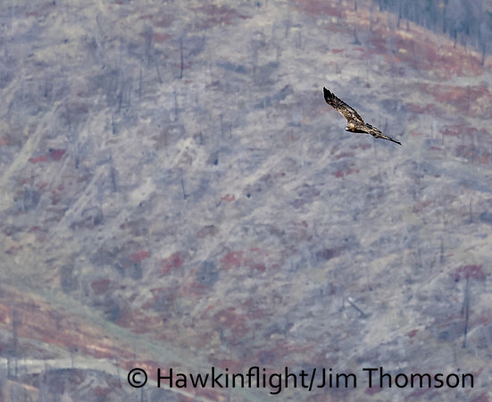Golden Eagle