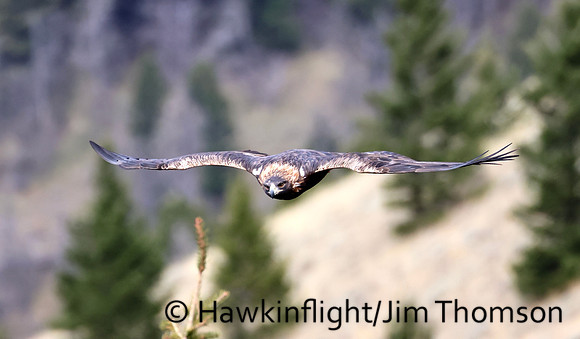 Golden Eagle
