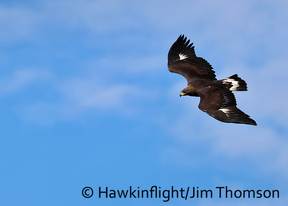 Golden Eagle