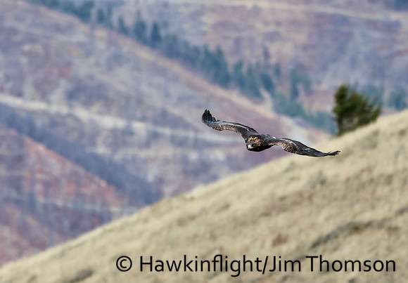 Golden Eagle