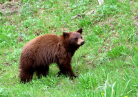 Black Bear