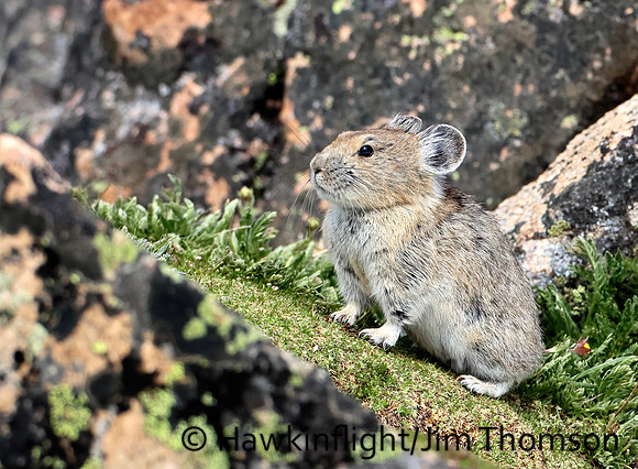 American Pika