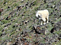 Mountain Goat