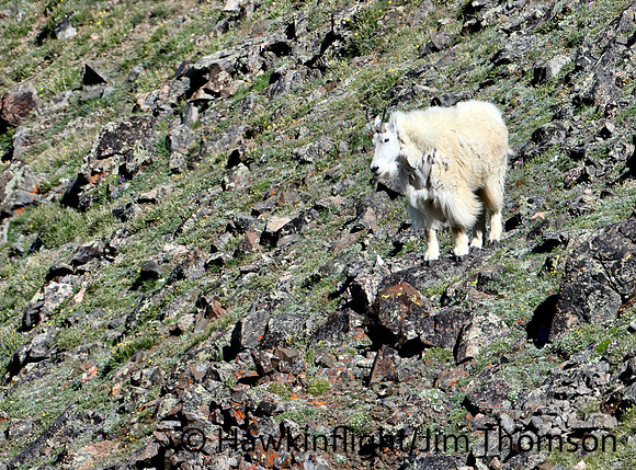 Mountain Goat