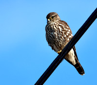 Merlin