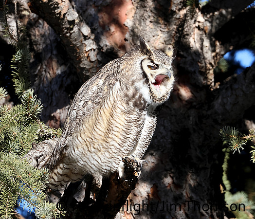 Great Horned Owl