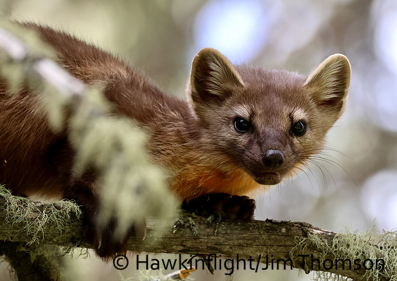 Pine Marten