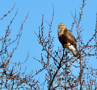 Rough-legged Hawk