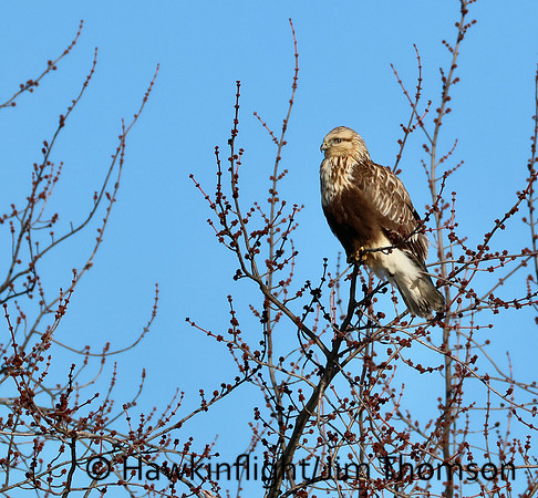 Rough-legged Hawk