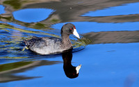 American Coot