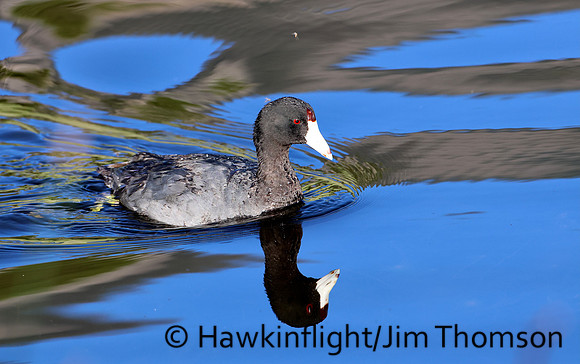 American Coot