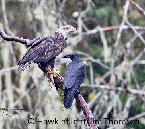 Bald Eagle