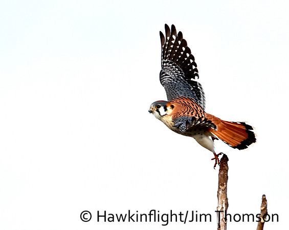American Kestrel