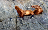 Steller Sea Lion