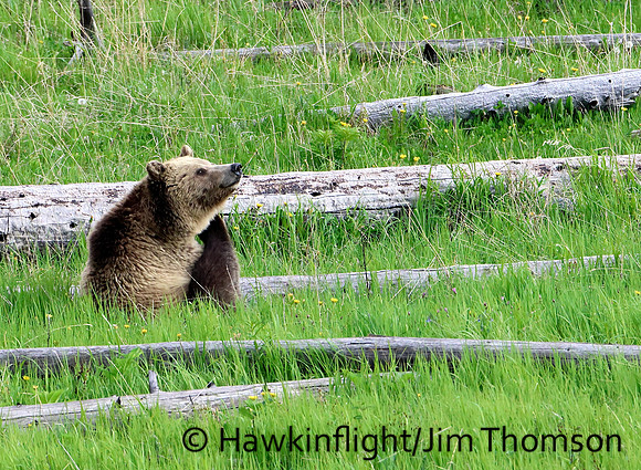 Grizzly Bear