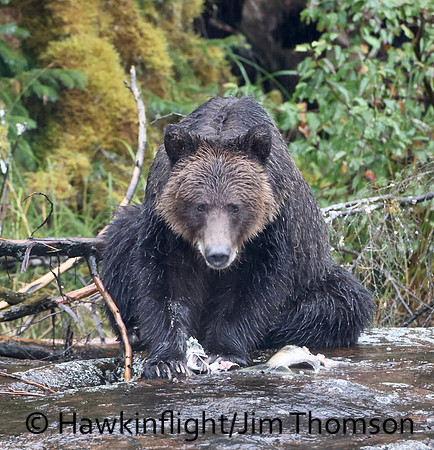 Grizzly Bear
