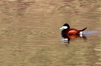 Ruddy Duck