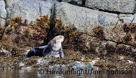 Sea Otter