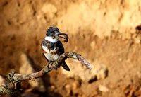 Belted Kingfisher