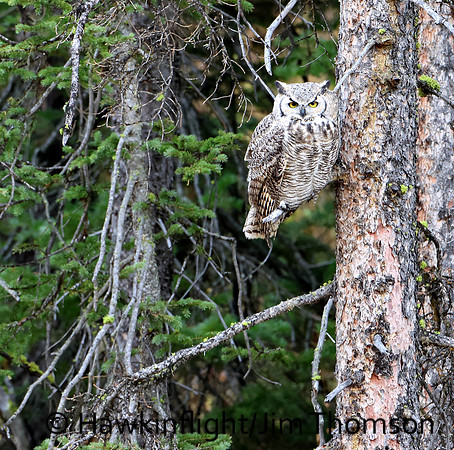 Great Horned Owl