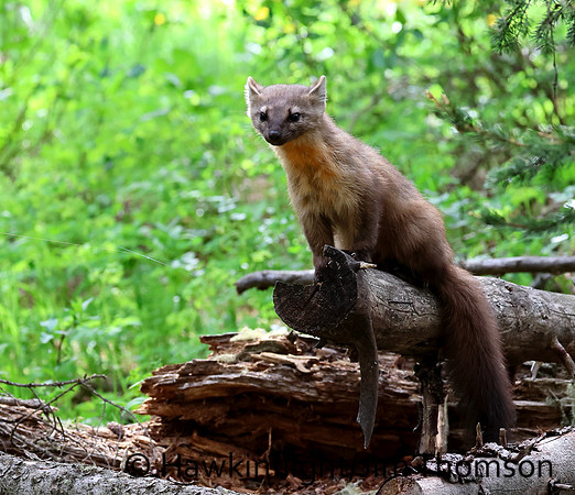 Pine Marten