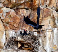 Cliff nesting Ravens- YNP
