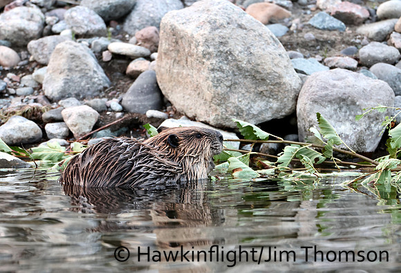 North American Beaver