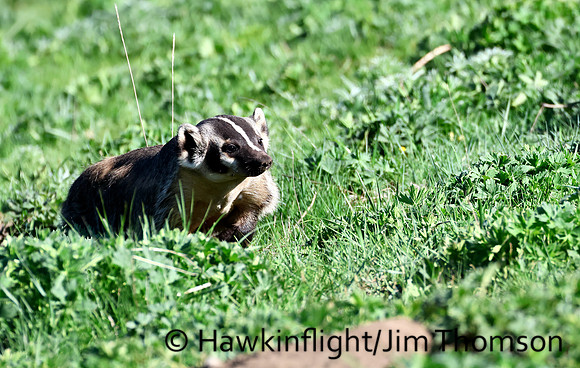 American Badger