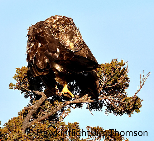 Bald Eagle