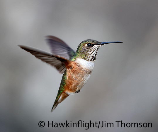 Rufous Hummingbird