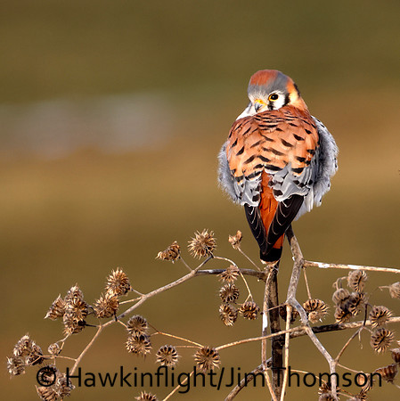 American Kestrel