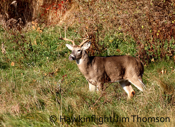 Whitetail Deer