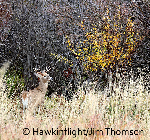 Whitetail Deer
