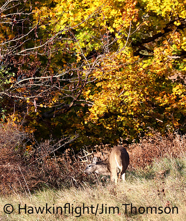 Whitetail Deer