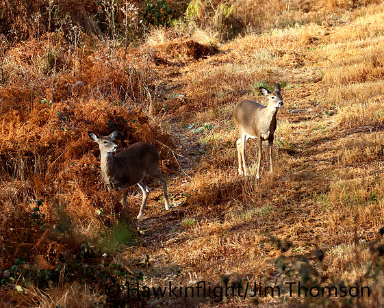 Whitetail Deer