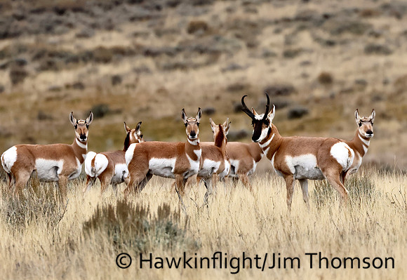 Pronghorn