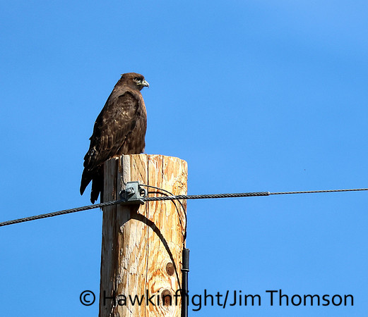 Red-tailed Hawk