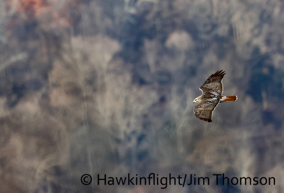 Red-tailed Hawk
