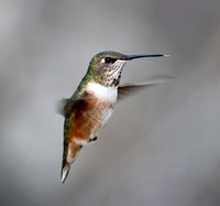 Rufous Hummingbird