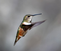 Rufous Hummingbird