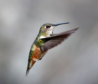 Rufous Hummingbird