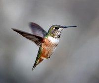 Rufous Hummingbird