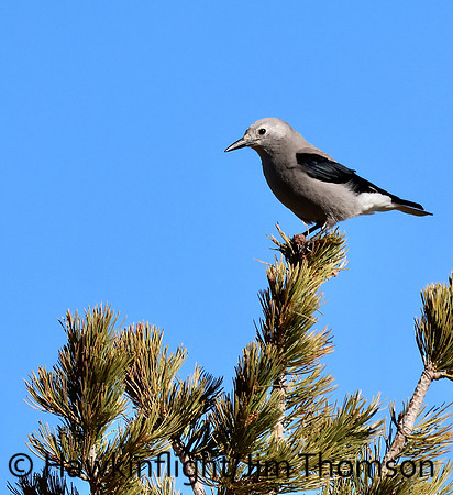 Clarks Nutcracker