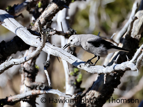 Clarks Nutcracker