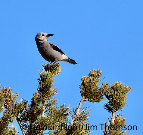 Clarks Nutcracker